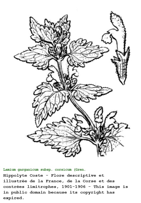 Lamium garganicum subsp. corsicum (Gren. & Godr.) Mennema